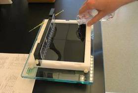 Genetic material is separated through agarose to determine matches between Salmonella isolates.